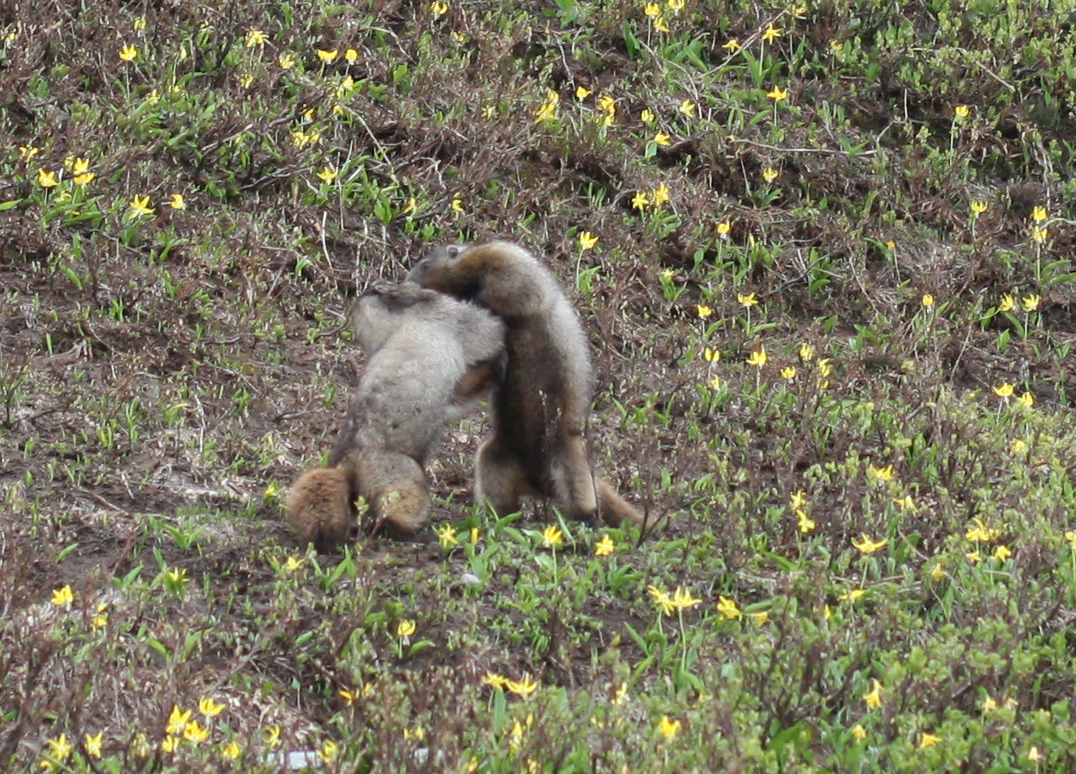 Hoary marmots